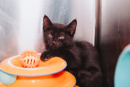 96206A STELLA - Domestic Shorthair / Mix available for adoption