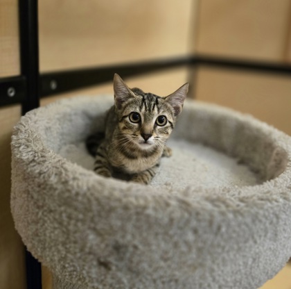 95120A ELLIE- PETSMART WEST ASHLEY - Domestic Shorthair / Mix for adoption in Mount Pleasant