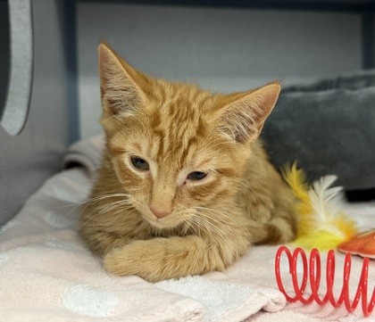 08813B TIPPY - Domestic Shorthair / Mix available for adoption