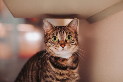 00765B NUTMEG - Domestic Shorthair / Mix available for adoption