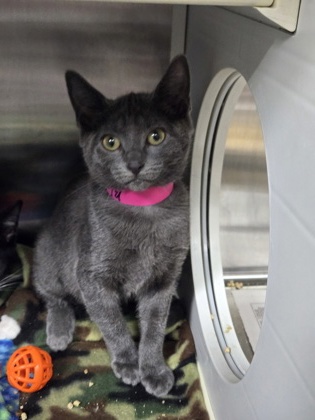96703A Lysandra- PetSmart North Charleston