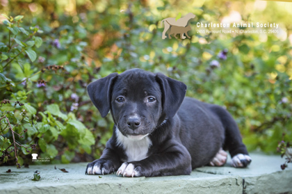 08540B DAPHNE - Labrador Retriever / Mix available for adoption