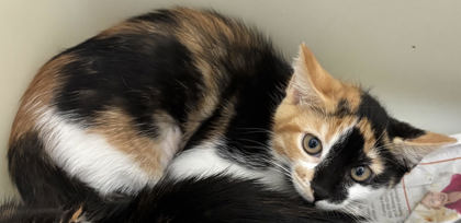 95134A Cleo-Mt. Pleasant PetSmart