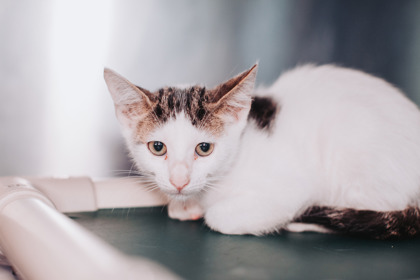 95306A CHEESE & BEANS-PETSMART  WEST ASHLEY - Domestic Shorthair / Mix for adoption in Mount Pleasant