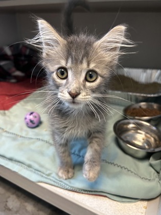07016B THEO - Domestic Medium Hair / Mix available for adoption