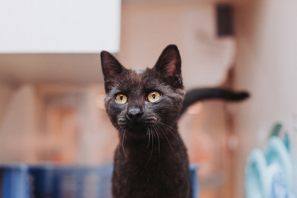 04658B GUMMY BEAR - Domestic Shorthair / Mix available for adoption