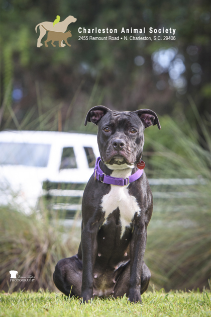 95643A CHLOE - American Staffordshire Terrier / Mix available for adoption