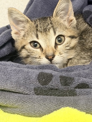 07643B RIDDLE - Domestic Shorthair / Mix available for adoption
