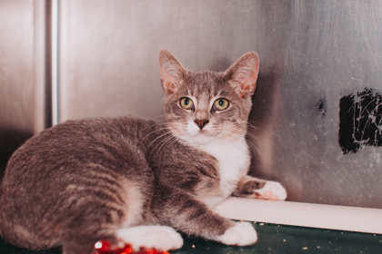00759B RHONDA - Domestic Shorthair / Mix available for adoption