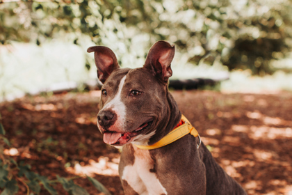 95747A NIKKI - American Staffordshire Terrier / Mix available for adoption
