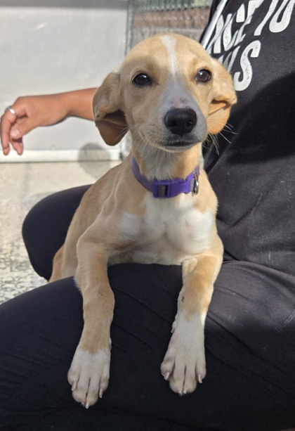 08563B HONEY - Hound / Mix available for adoption