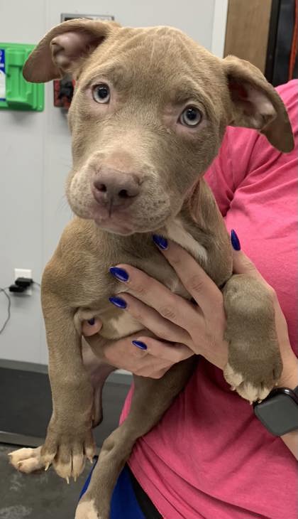 3017B Pumpkin Pie photo