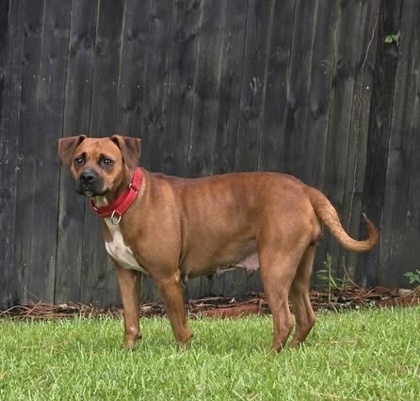 2805B Gretel - Adoption Ambassador photo