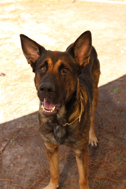 07338B DIEGO - German Shepherd / Mix available for adoption
