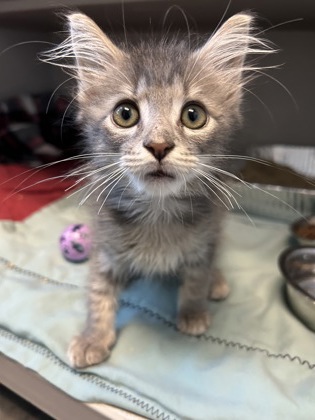 07016B THEO - Domestic Medium Hair / Mix available for adoption