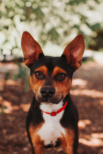 95669A CHIP - Shepherd / Mix for adoption in Charleston