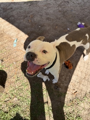 07694B BUCKAROO - American Staffordshire Terrier / Mix available for adoption