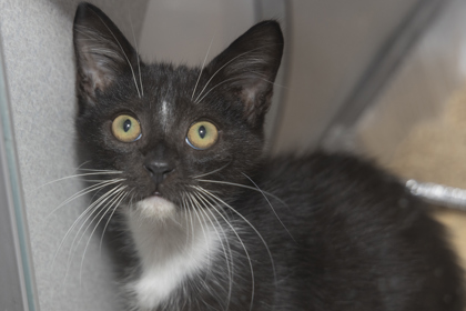 07642B PEEP - Domestic Shorthair / Mix available for adoption