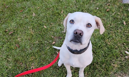 2781b Droolius Caesar - Adoption Ambassador photo