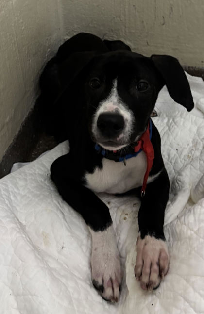 96054A LEO - American Staffordshire Terrier / Mix available for adoption