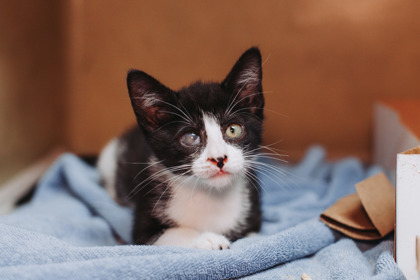 95300A SPUNX - Domestic Shorthair / Mix available for adoption