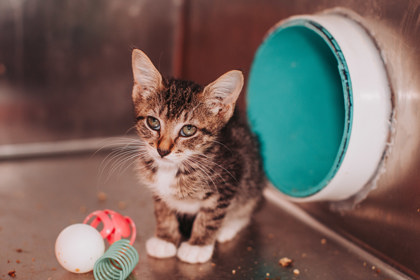 93490A FINCH - Domestic Shorthair / Mix for adoption in Mount Pleasant