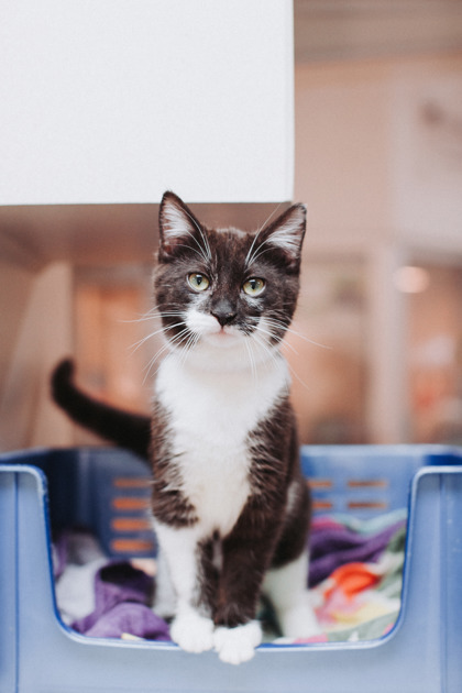 04657B JELLY BEAN - Domestic Shorthair / Mix available for adoption