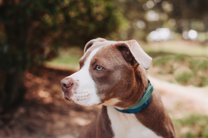 96113A DOLYN - American Staffordshire Terrier / Mix available for adoption