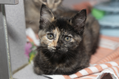 07991B TATER TOT - Domestic Shorthair / Mix available for adoption