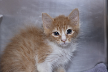 07611B DEWEY- PETSMART JAMES ISLAND - Domestic Shorthair / Mix available for adoption