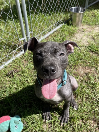 08270B Cracker Jack Adoption Ambassador photo