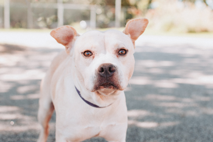 96267A DAN - American Staffordshire Terrier / Mix available for adoption