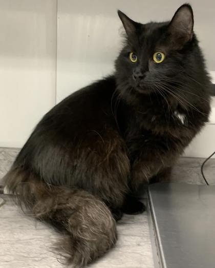 00944B Fury - Pet Supplies Plus Goose Creek photo