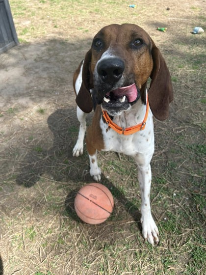 3551B Roo - Adoption Ambassador photo