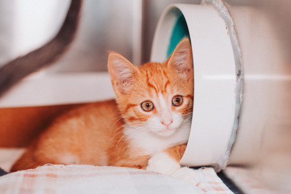 96237A FRED - PETSMART JAMES ISLAND - Domestic Shorthair / Mix available for adoption