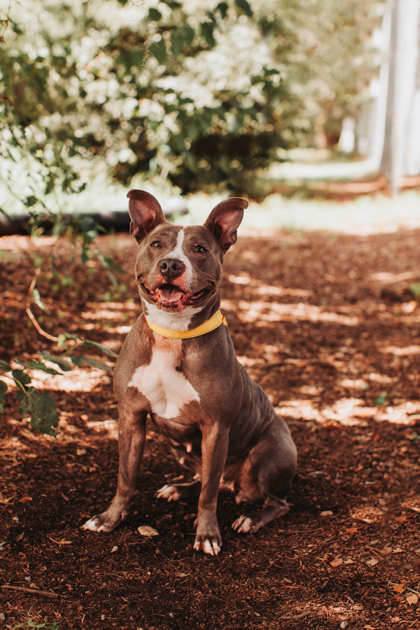 95747A NIKKI - American Staffordshire Terrier / Mix available for adoption