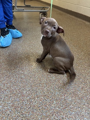 07362B POTATO - Labrador Retriever / Mix available for adoption