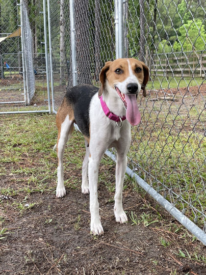 3771B Molly- Adoption Ambassador photo