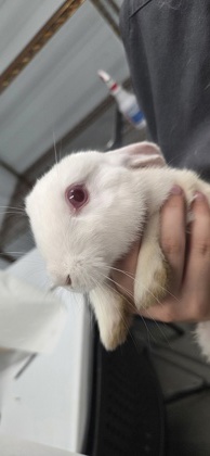07226B Marshmallow