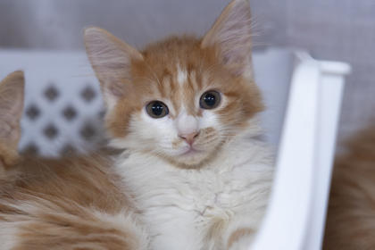 07610B HUEY- PETSMART JAMES ISLAND - Domestic Shorthair / Mix available for adoption