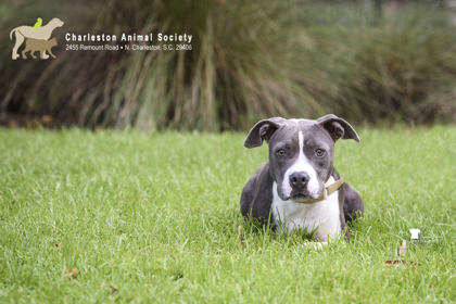 07479B GWENDOLYN - American Staffordshire Terrier / Mix available for adoption