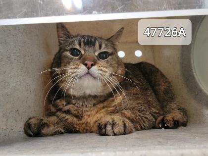 47726A Stella