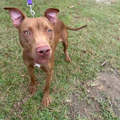 08583B PHANTOM - American Staffordshire Terrier / Mix available for adoption