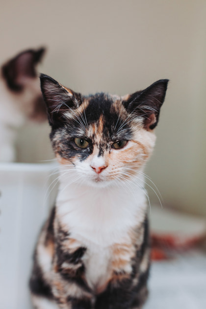 00761B AUTUMN - Domestic Shorthair / Mix available for adoption