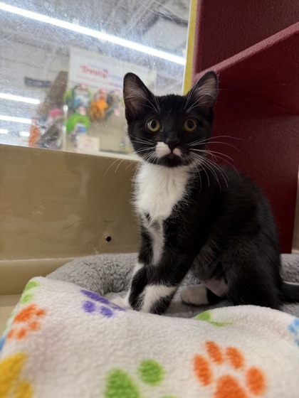 06440B Belle - Petsmart Summerville photo