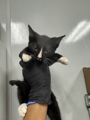 00500B Pounce photo