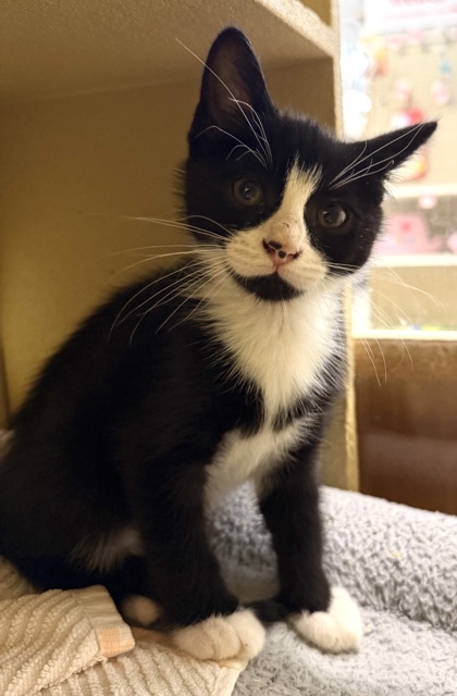 07348B Bram Petsmart Summerville photo