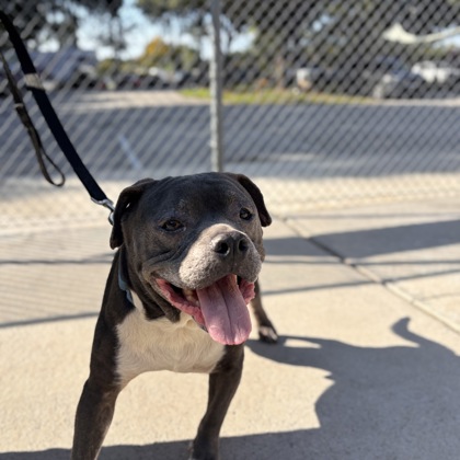 96801A PRINCE - American Staffordshire Terrier / Mix available for adoption