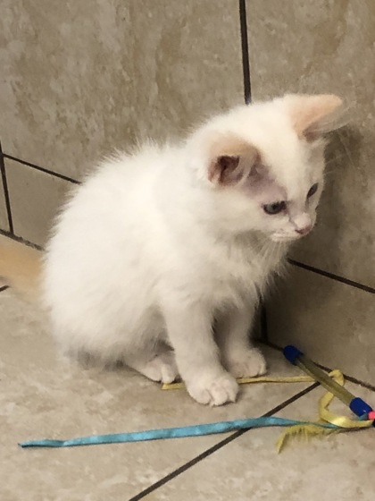 2124B Gabe - Adoption Ambassador photo