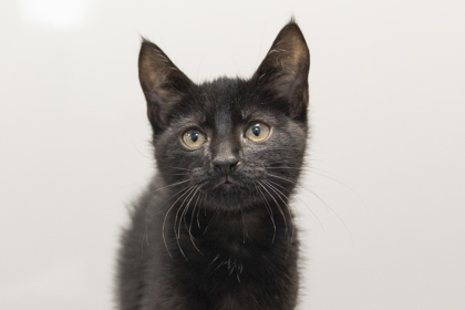 04920B Porthos photo